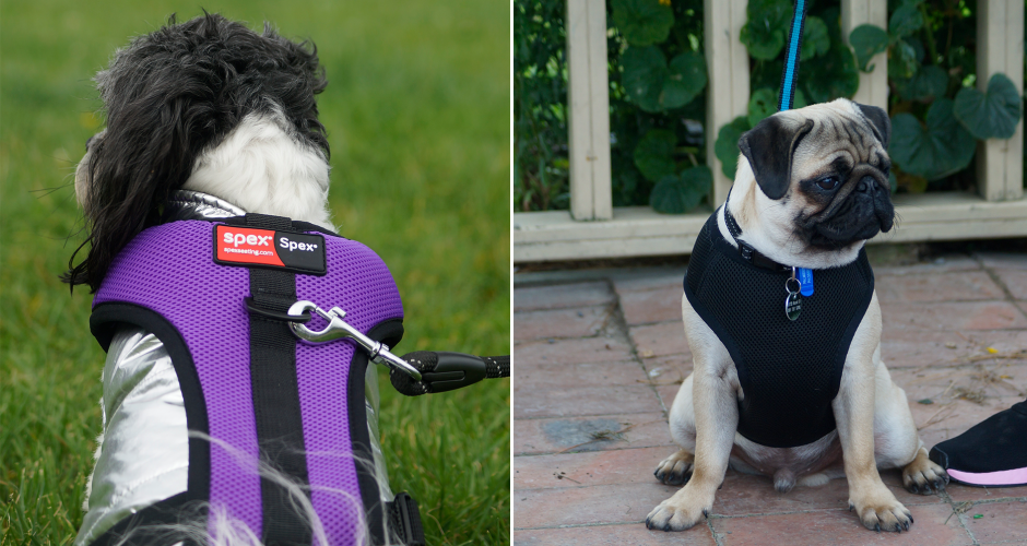 A special Spex harness for Lucky dogs! Winnie and Billy with their harnesses.